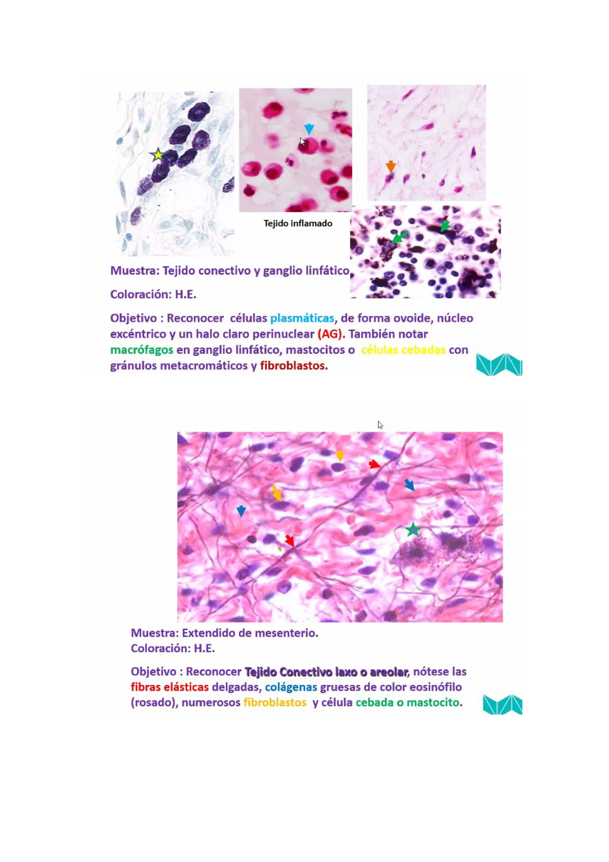 Laminas Histologicas Semana Histolog A Studocu