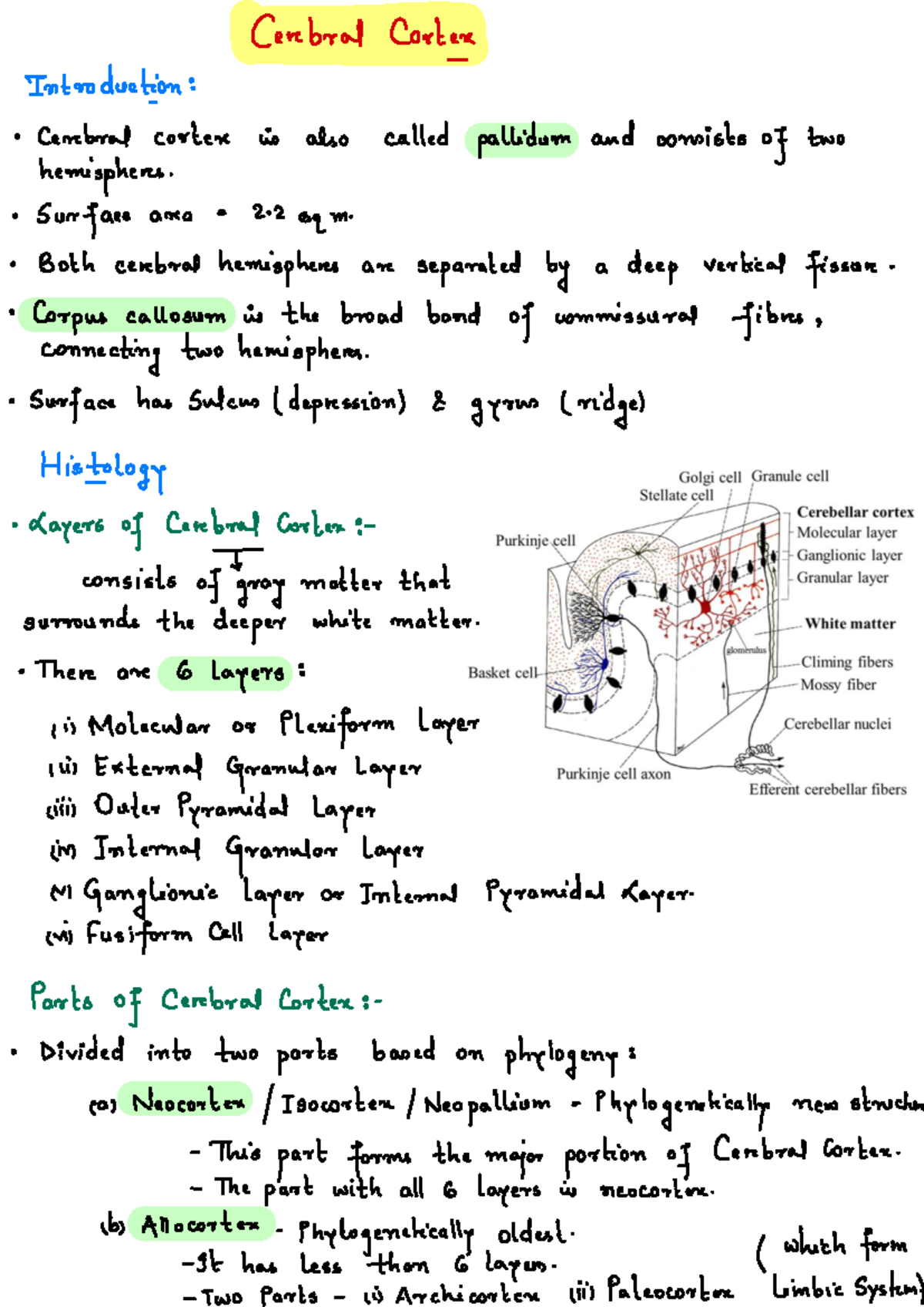 Cerebral Cortex - Ideas and notes about the neuroanatomy system ...