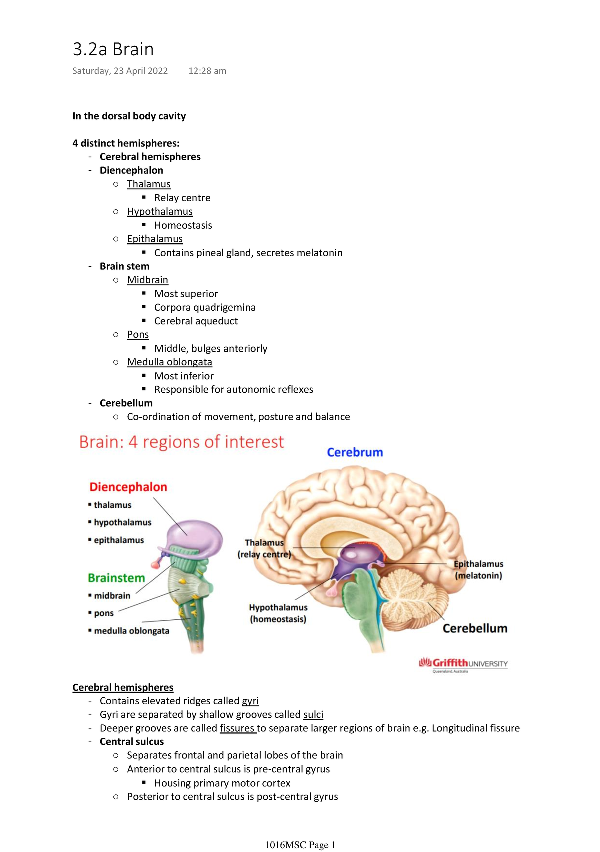 3.2a Brain - In the dorsal body cavity 4 distinct hemispheres ...