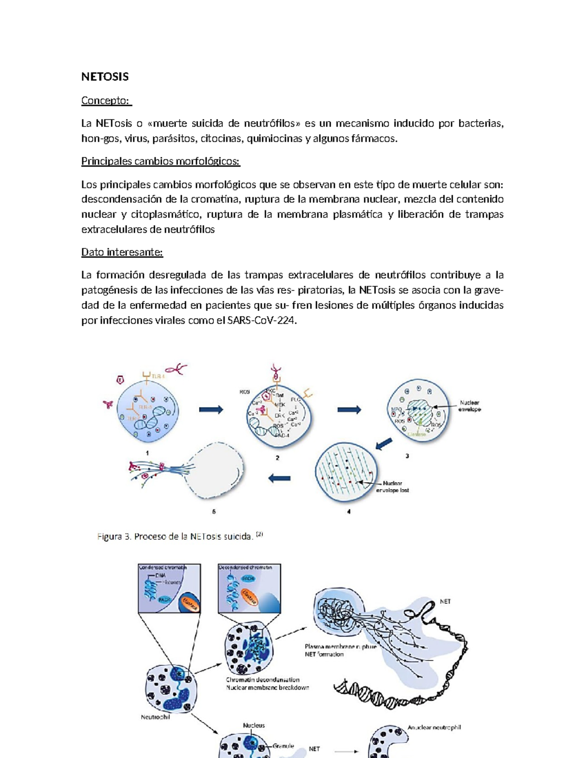Netosis - apuntes y resumuen de clase - NETOSIS Concepto: La NETosis o ...