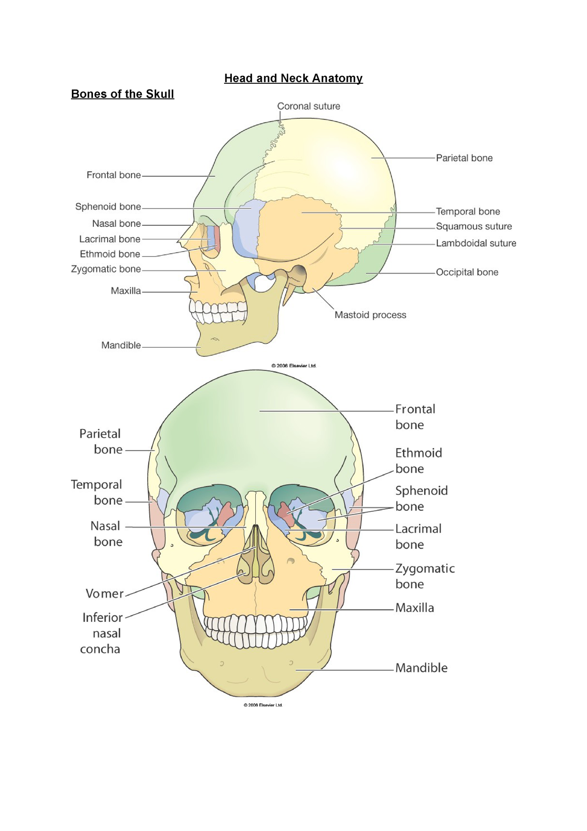 Neck Anatomy Bones