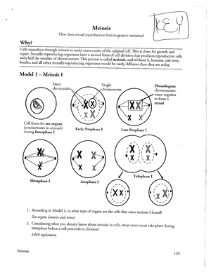 Meiosis Pogil Answers - Worksheet. 