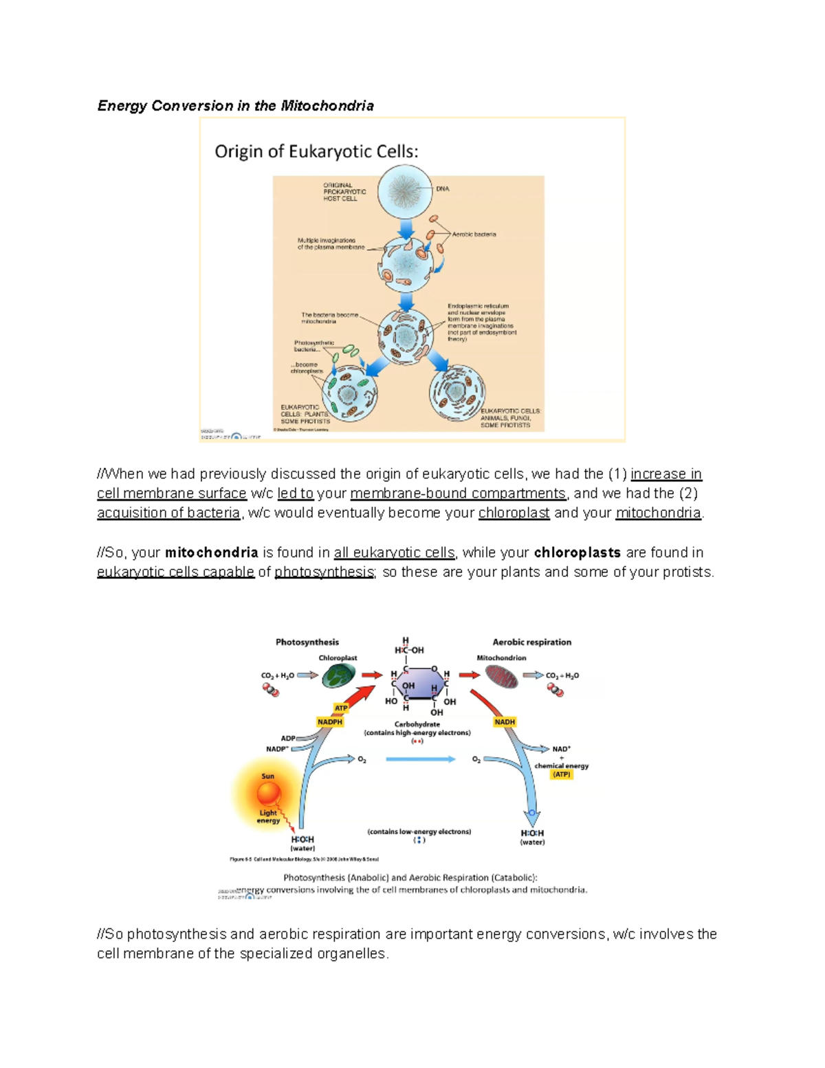 Energy Conversion in the Mitochondria //So, your mitochondria is