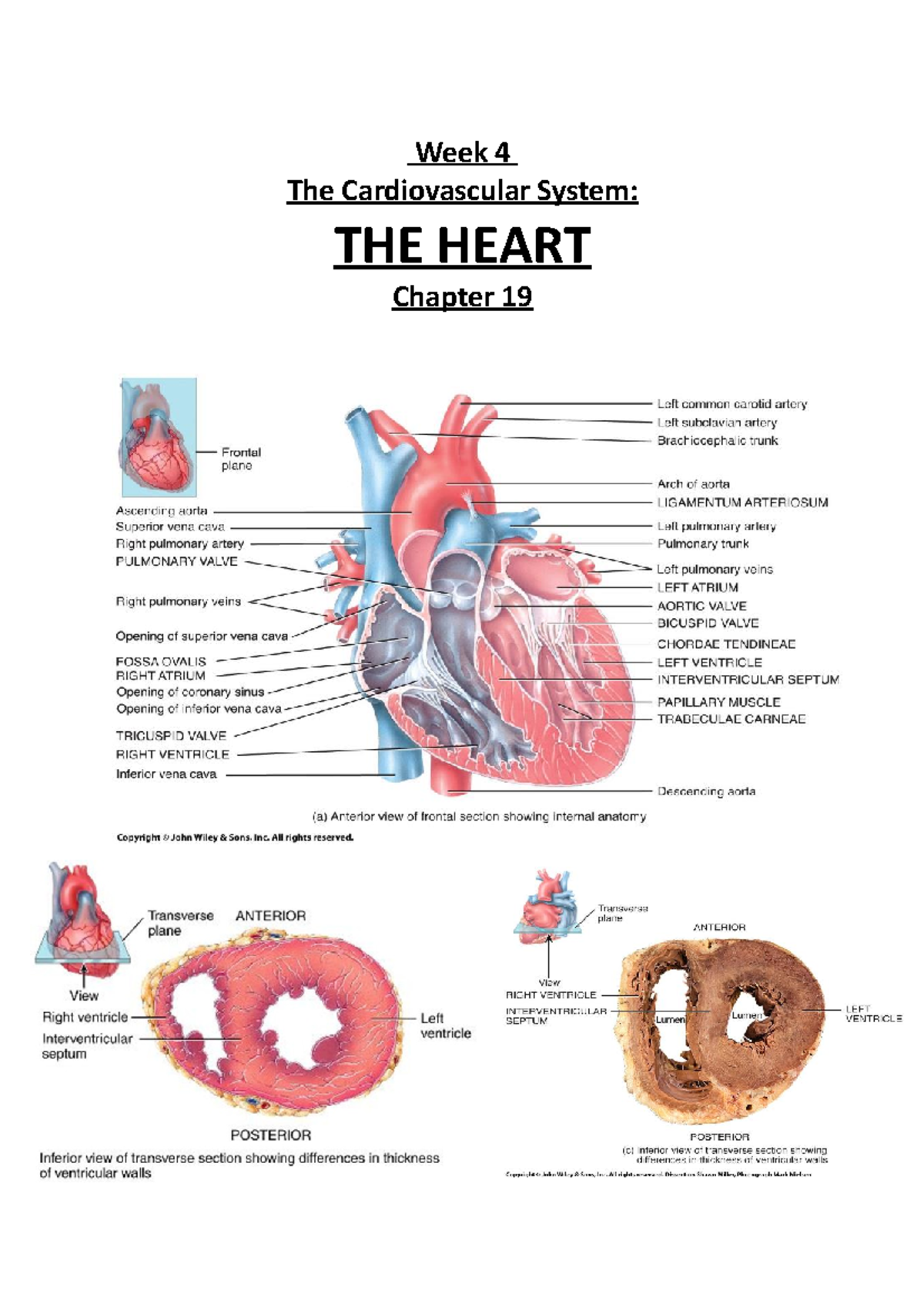 Week 4 - The Cardiovascular System: THE HEART - Week 4 The ...