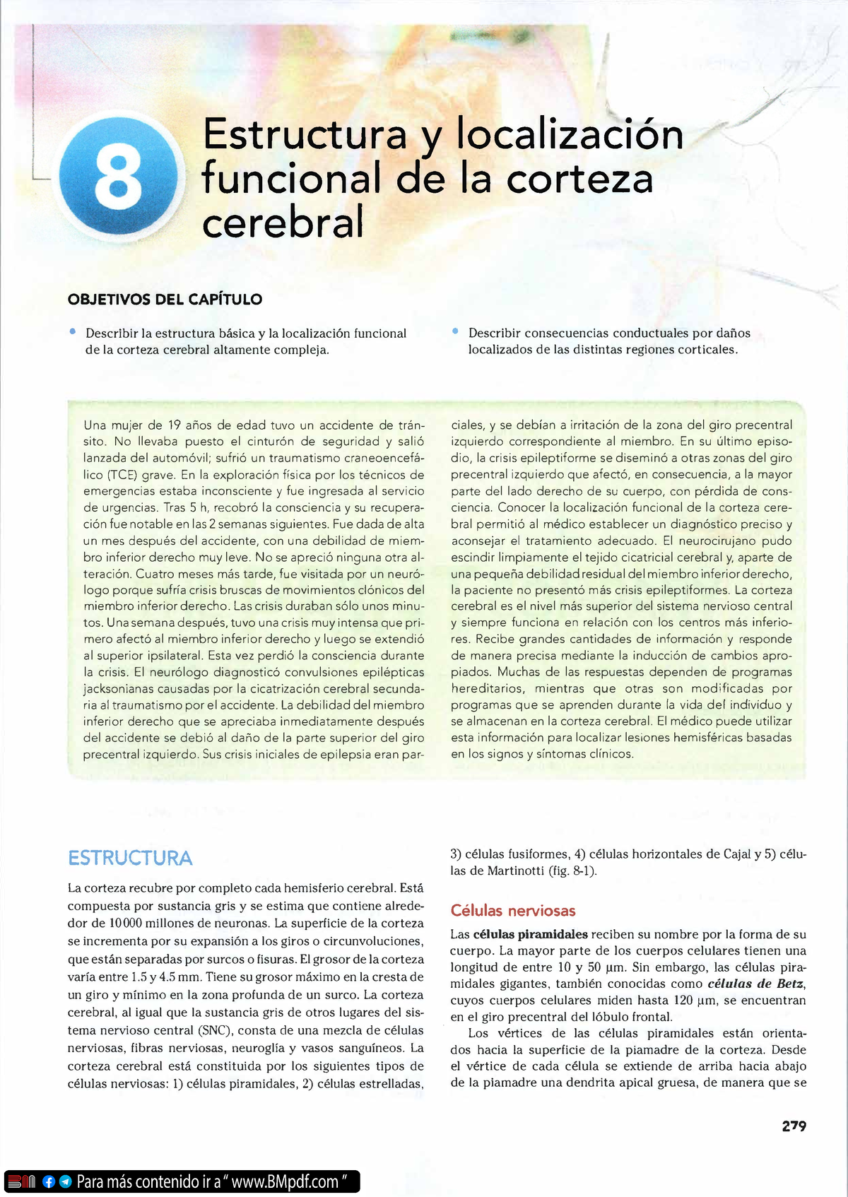 Corteza Cerebral - Estructura Y Localización Funcional De La Corteza ...