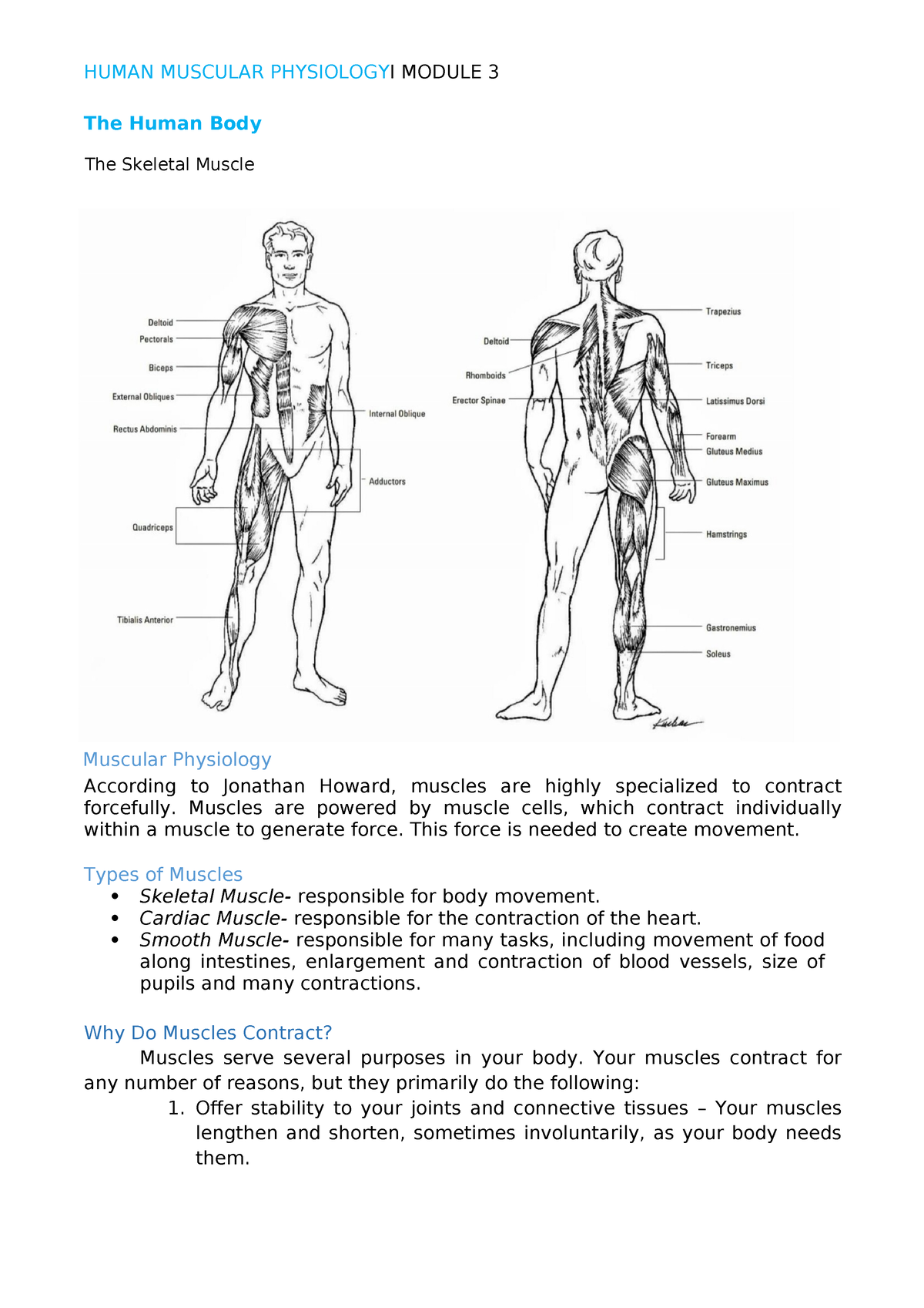 Pathfit-1Module-3-to-the-grand-finale 071759 - The Human Body Muscular ...