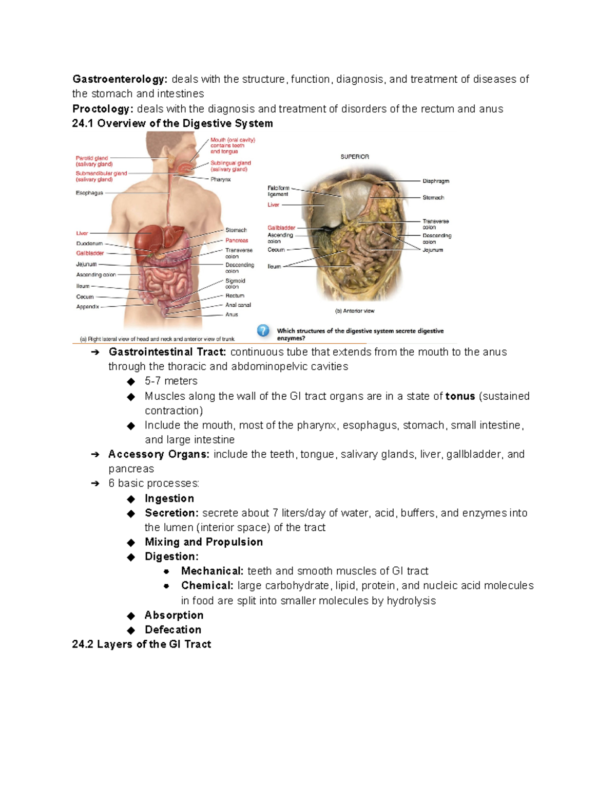 Chapter 24 Digestive System - Gastroenterology: Deals With The ...