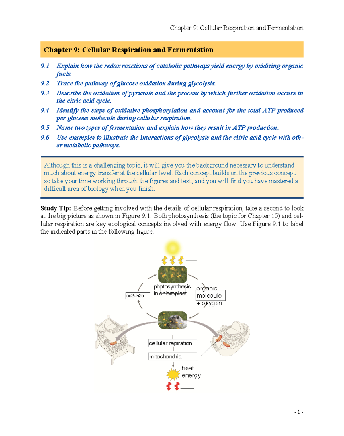 Active Reading Notes 09 Part 2 Short - Chapter 9: Cellular Respiration ...