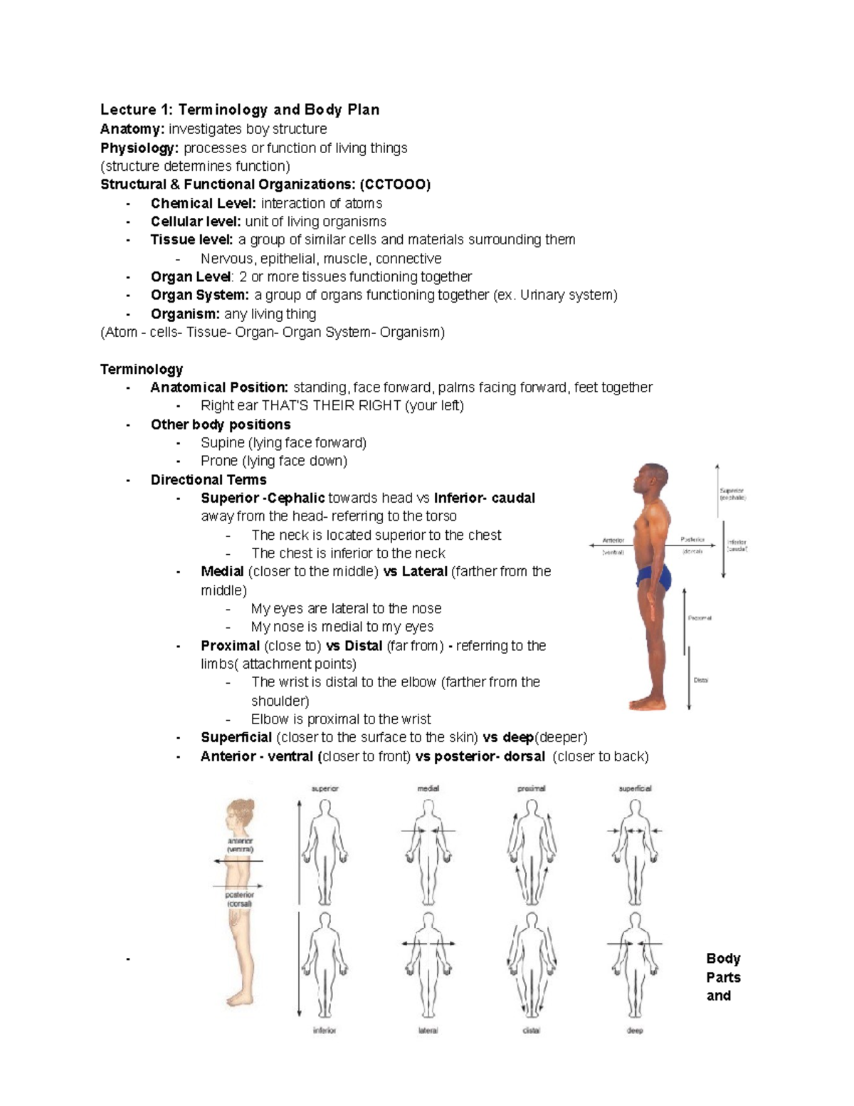 Lecture 1: Terminology And Body Plan - 2Y03 - McMaster - Studocu