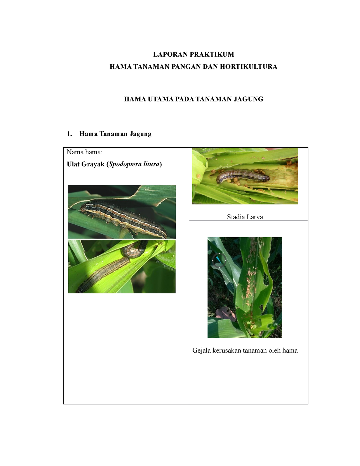 Hama Tanaman Jagung Laporan Praktikum Hama Tanaman Pangan Dan