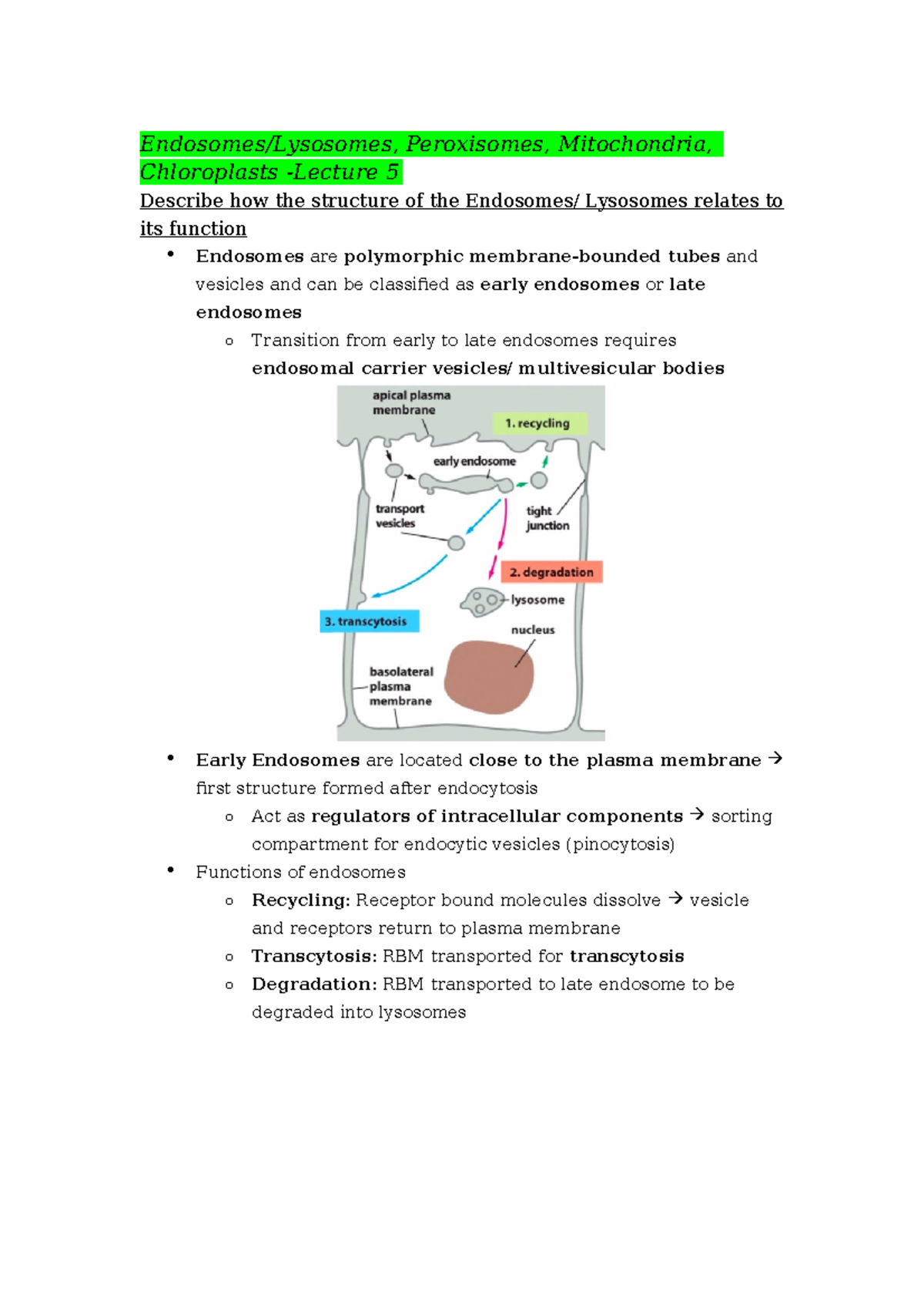 Endosomes - avbs2005 - Endosomes/Lysosomes, Peroxisomes, Mitochondria ...
