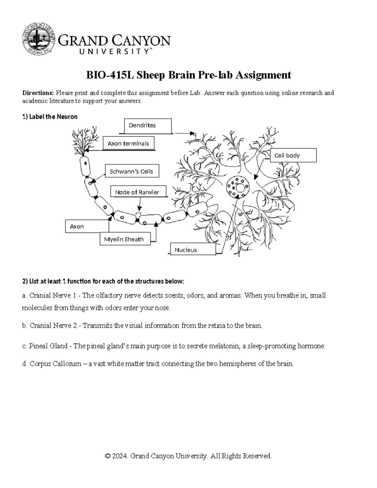 6-bio-415l-rs-sheep-brain-dissection-pre-lab-assignment-bio-415l
