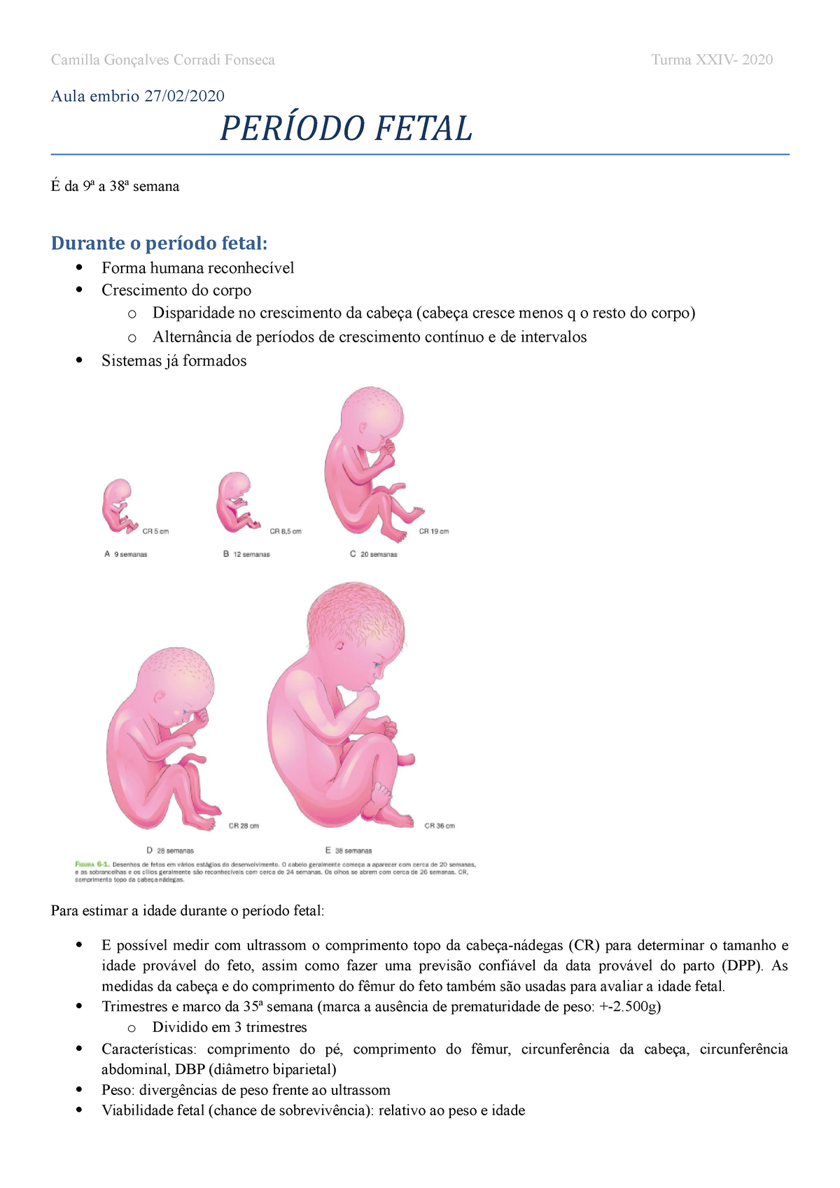 Período fetal Aula embrio PERÍODO FETAL É da ª a ª semana Durante o período fetal