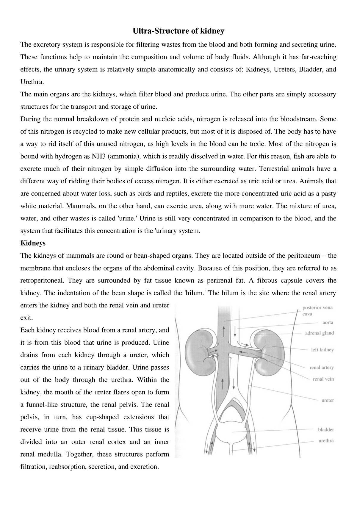 schematic-vector-diagram-kidney-kidney-structure-stock-vector-royalty