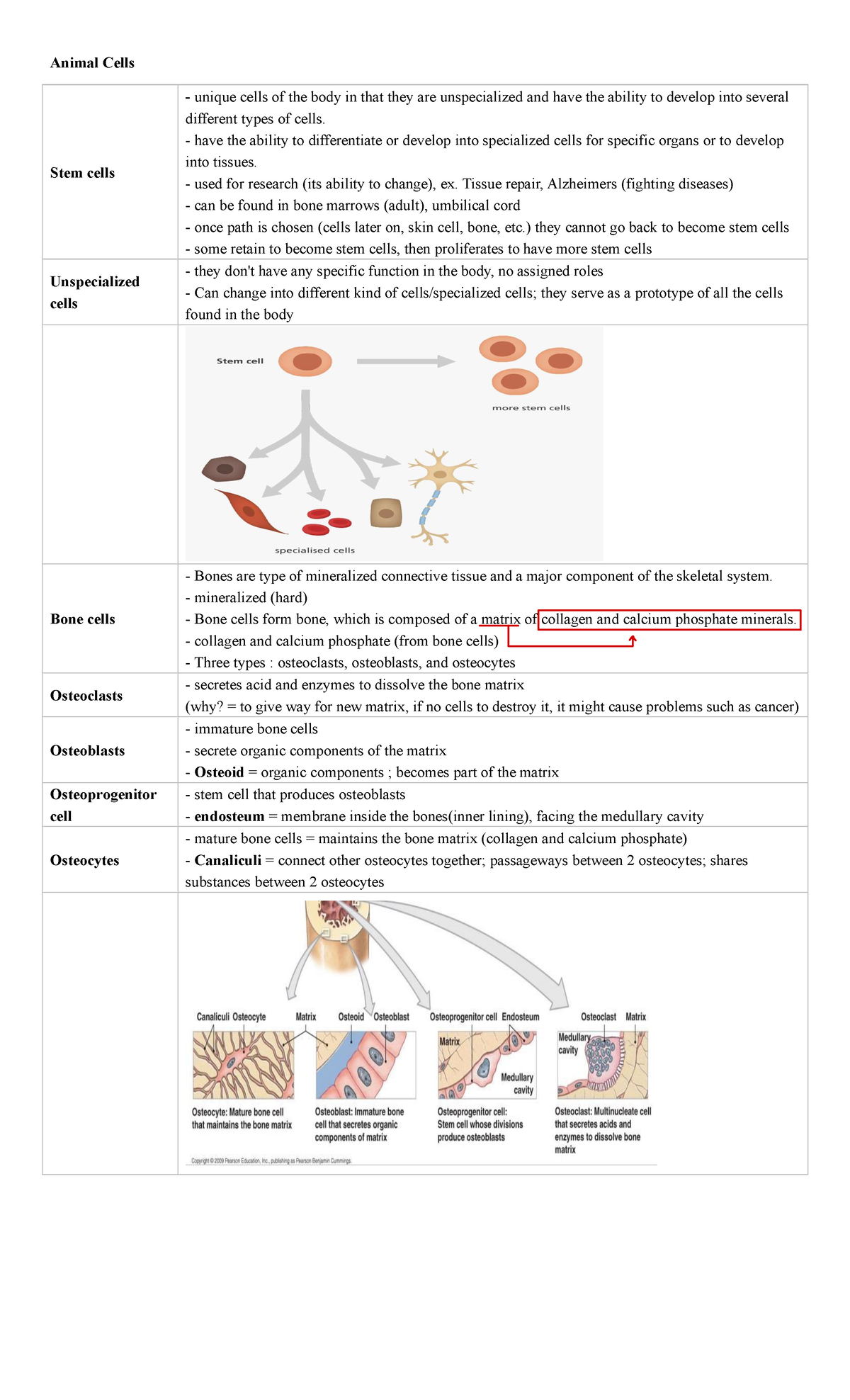 The Ultimate Guide To Cell Types & Effector Responses - zuqxw37