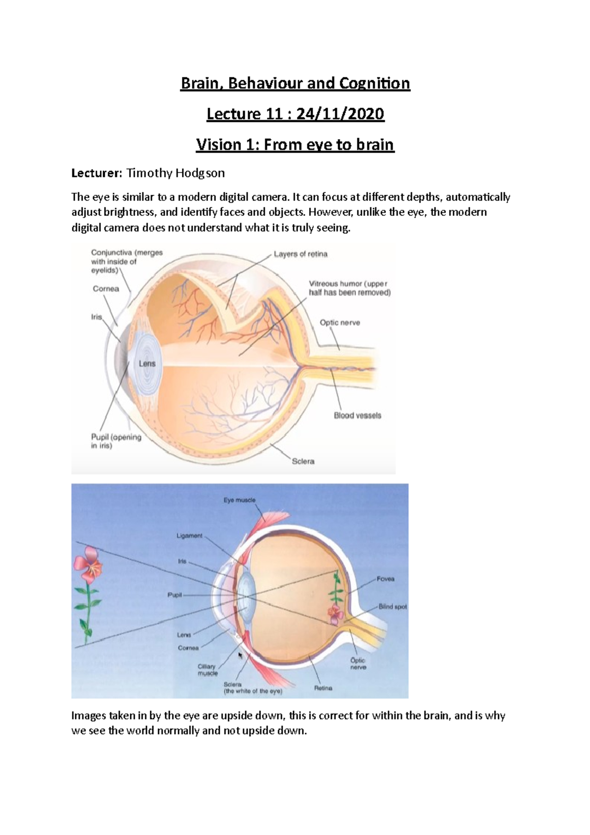 BBC - L11 - Vision I - Brain, Behaviour and Cognition Lecture 11 : 24 ...