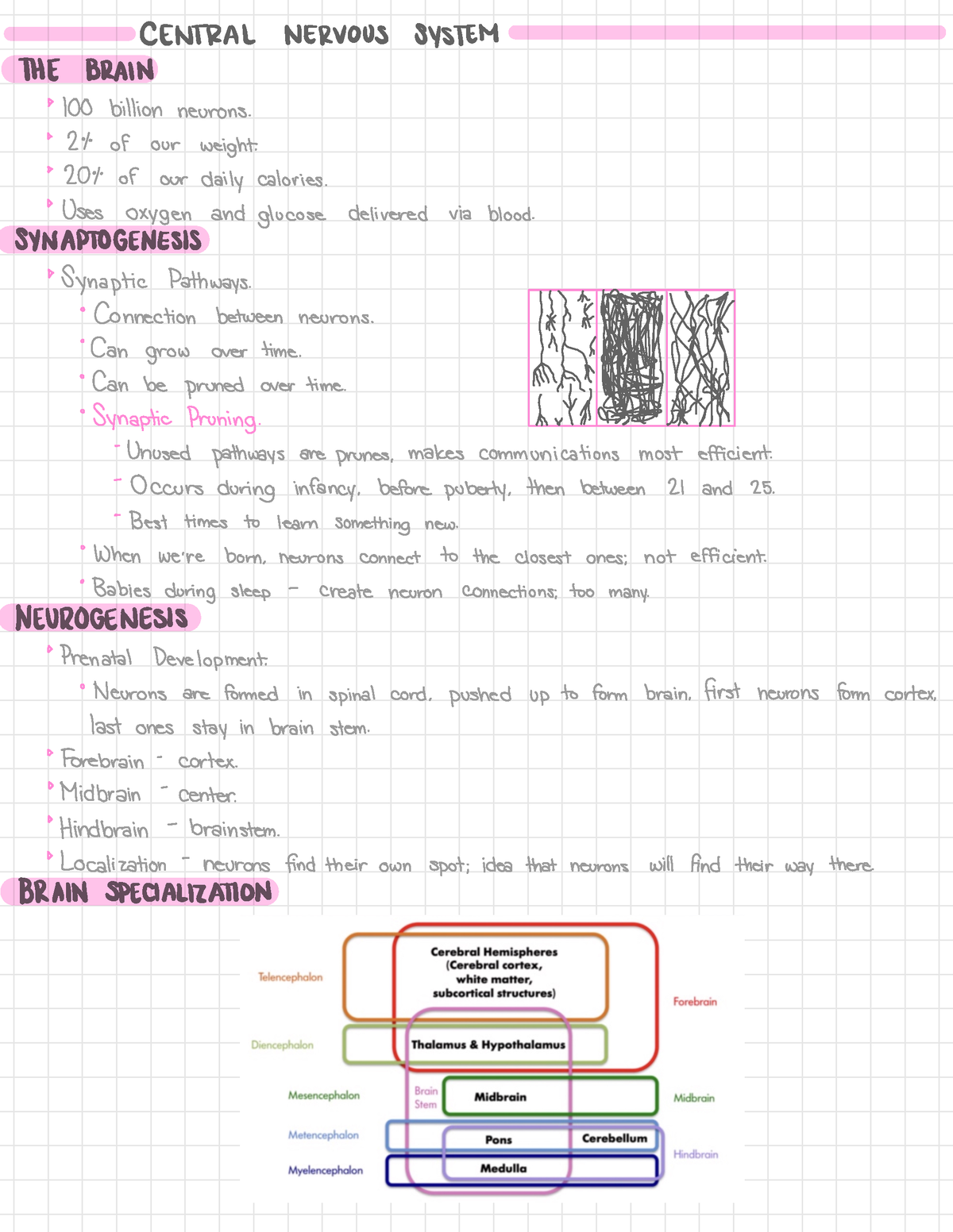 Bym Biopsychology - Page 5 - CENTRAL NERVOUS SYSTEM THE BRAIN ...