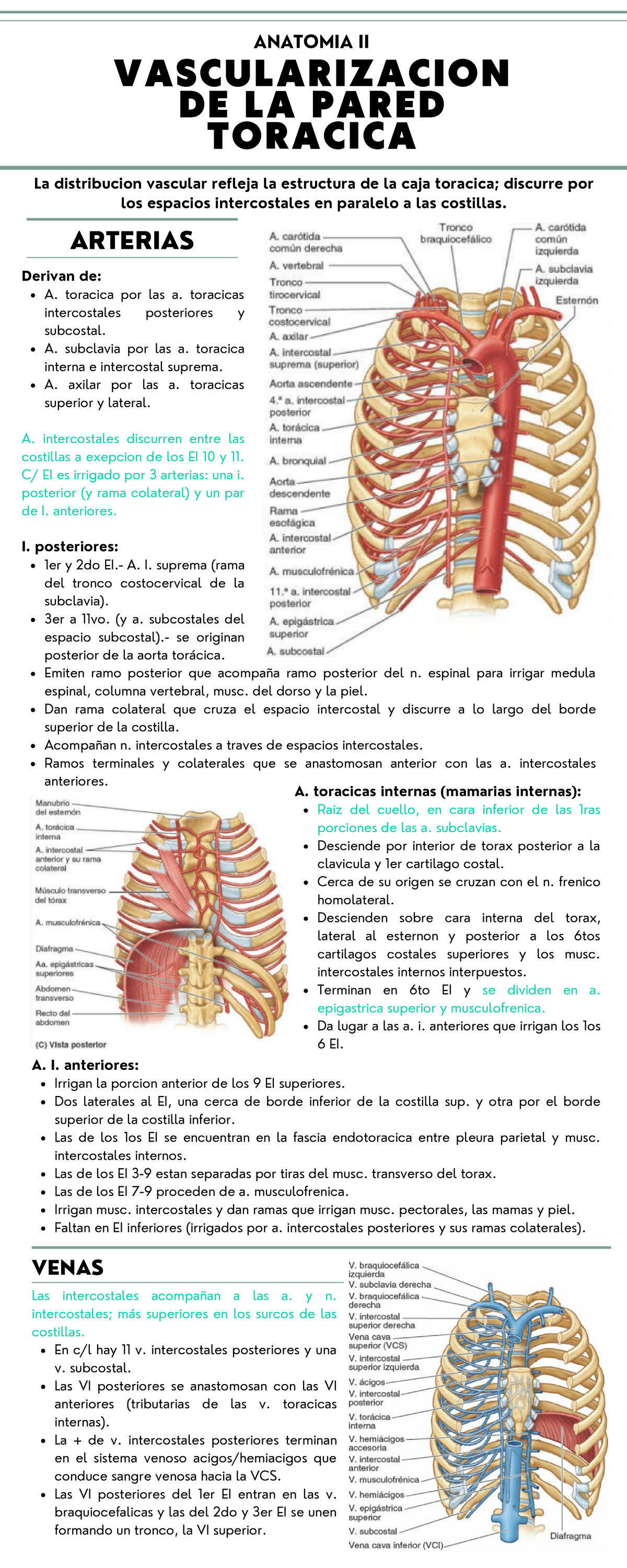 arterias intercostales anteriores