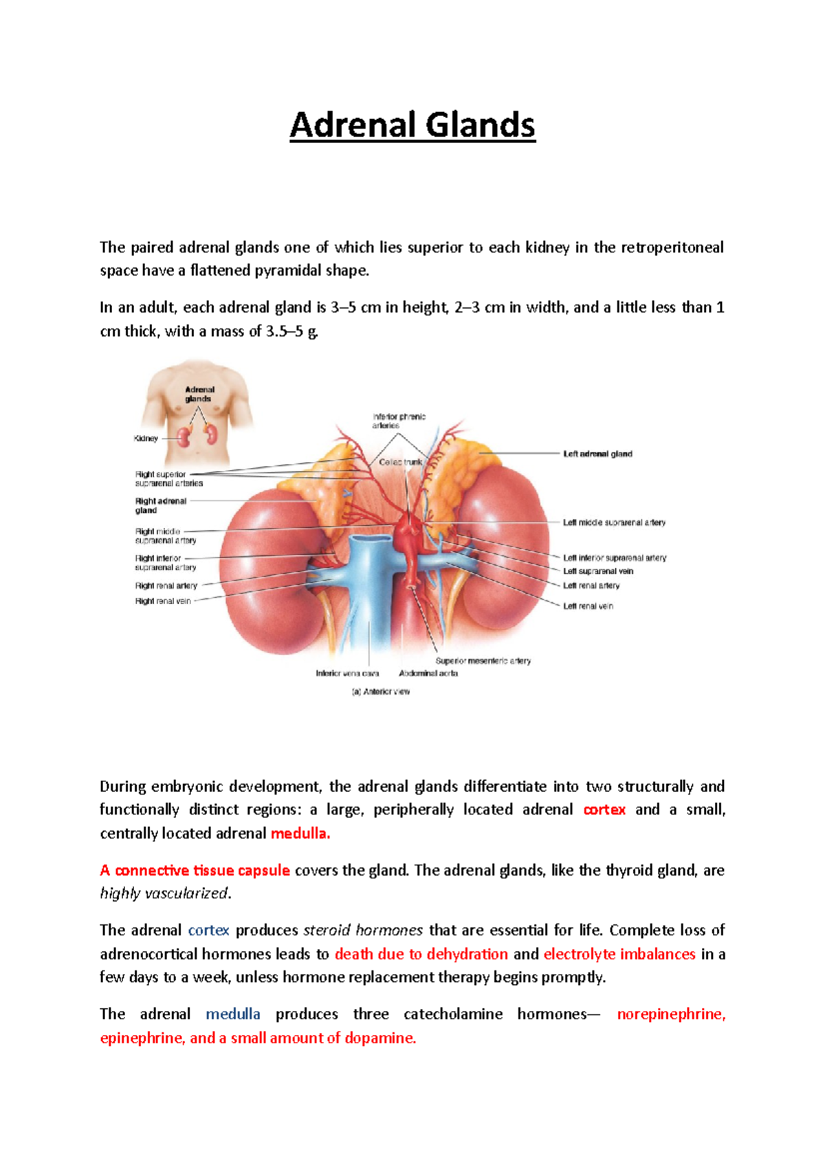 Adrenal Glands - Lecture notes - Adrenal Glands The paired adrenal ...