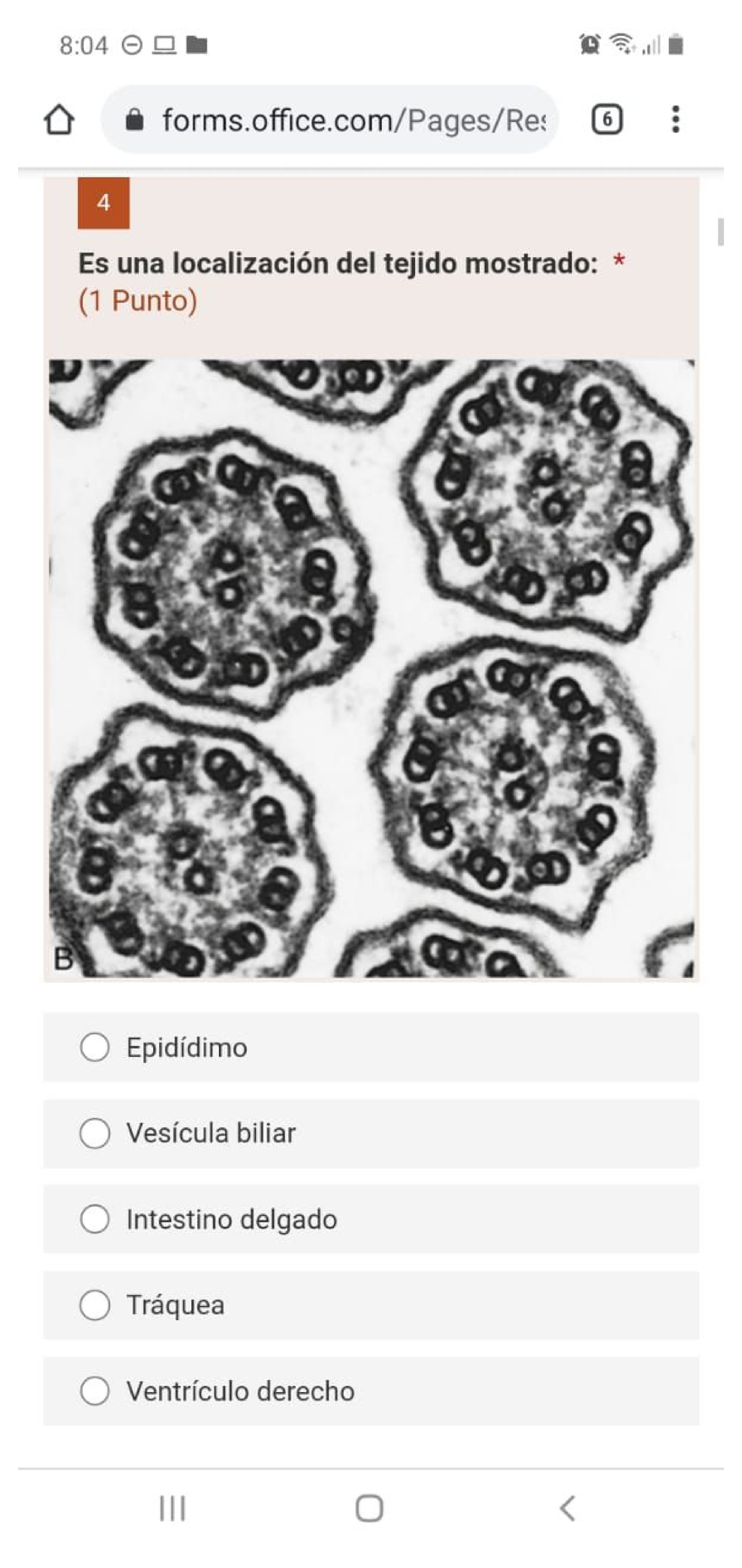 histo-exam-1-histologia-studocu