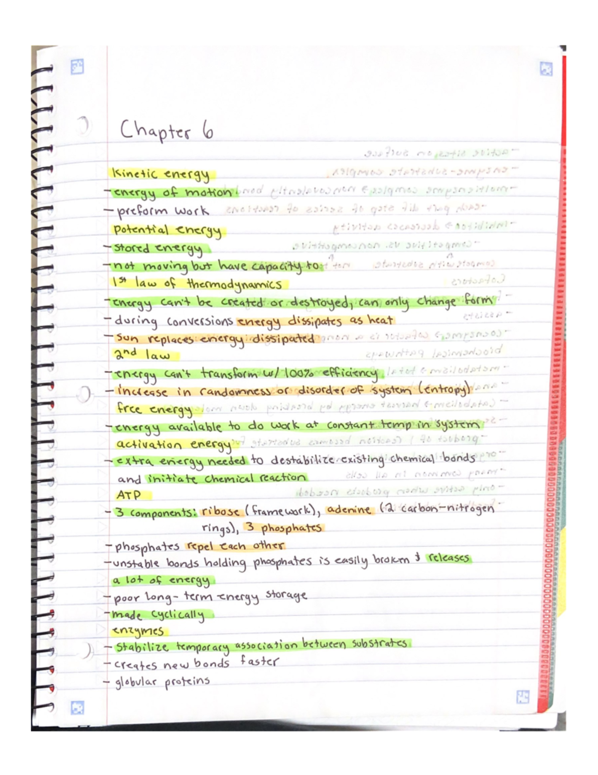 Chapter 6 Notes - BIO 198 - Studocu