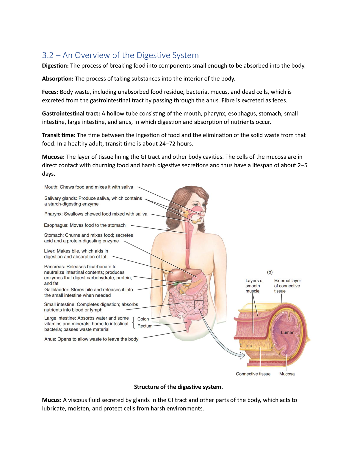 Overview of the Digestive System