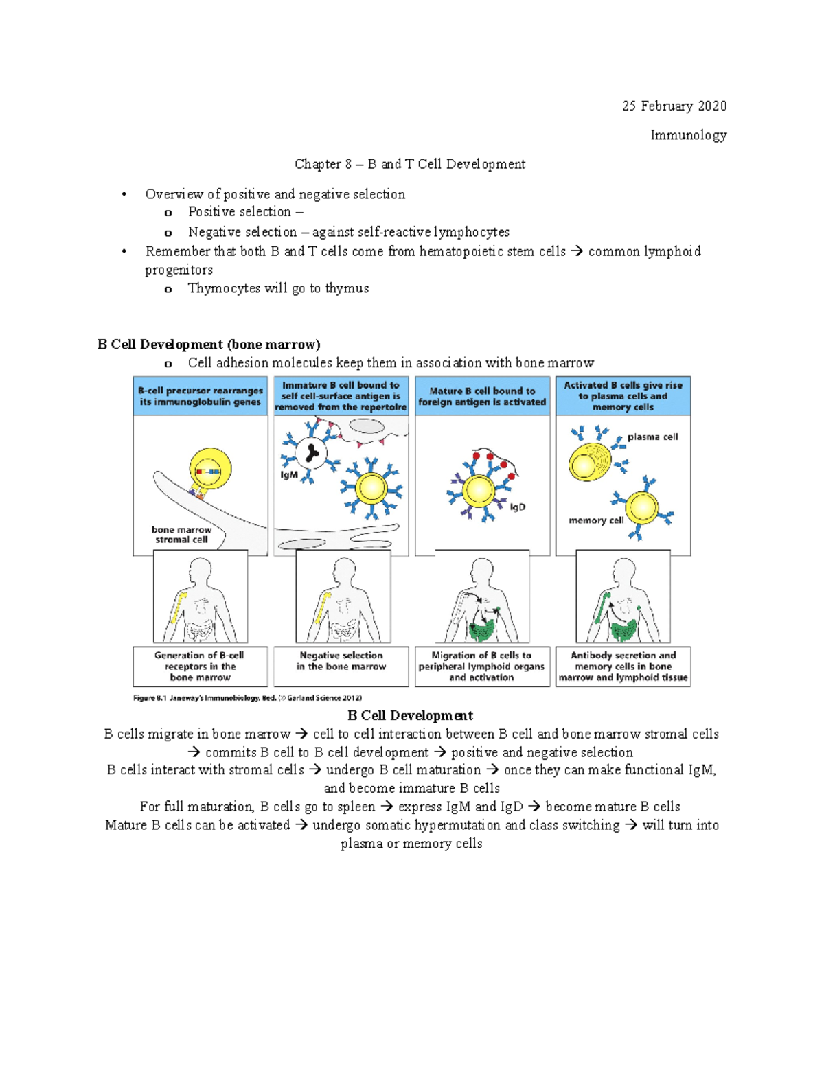 25 February - Chapter 8 – B And T Cell Development - 25 February 2020 ...