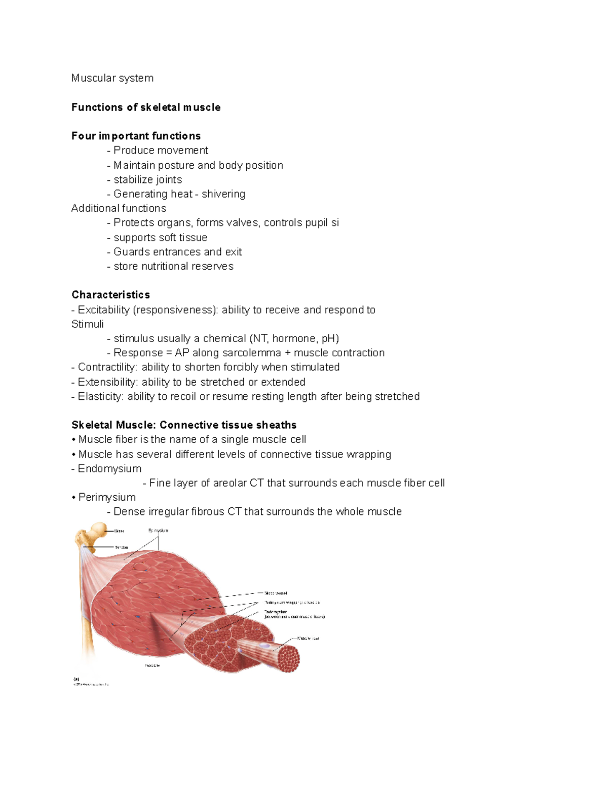 Short overview of Muscular system - Muscular system Functions of ...