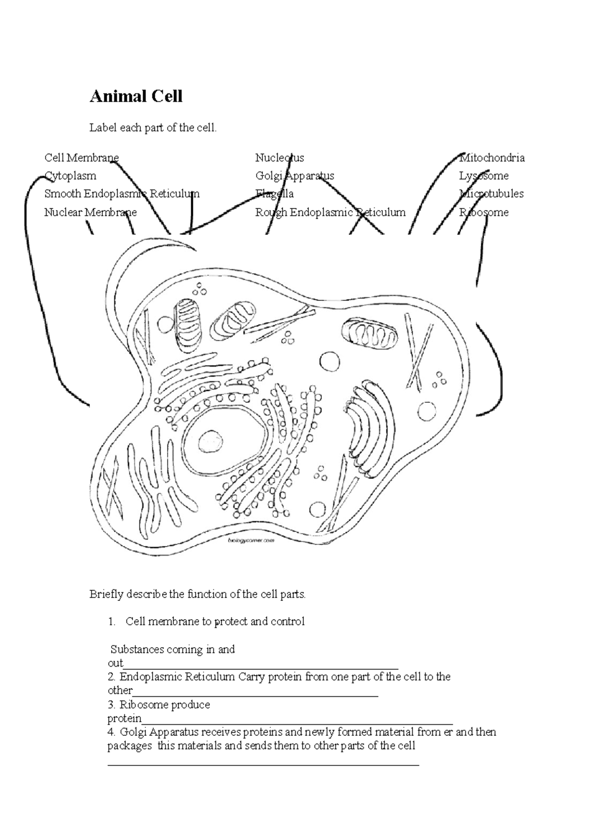 Wksht 1b Cells Recap 1 copy copy - Animal Cell Label each part of the ...