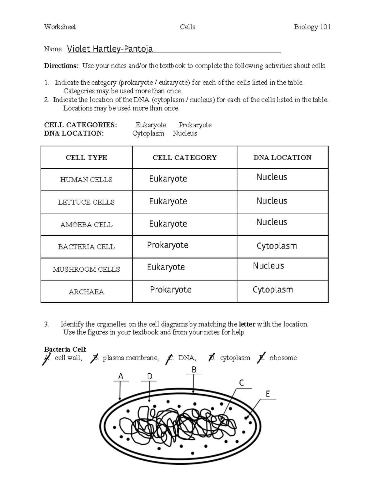 L03+-+fillable+cells - Worksheet Cells Biology 101 Name: - Studocu