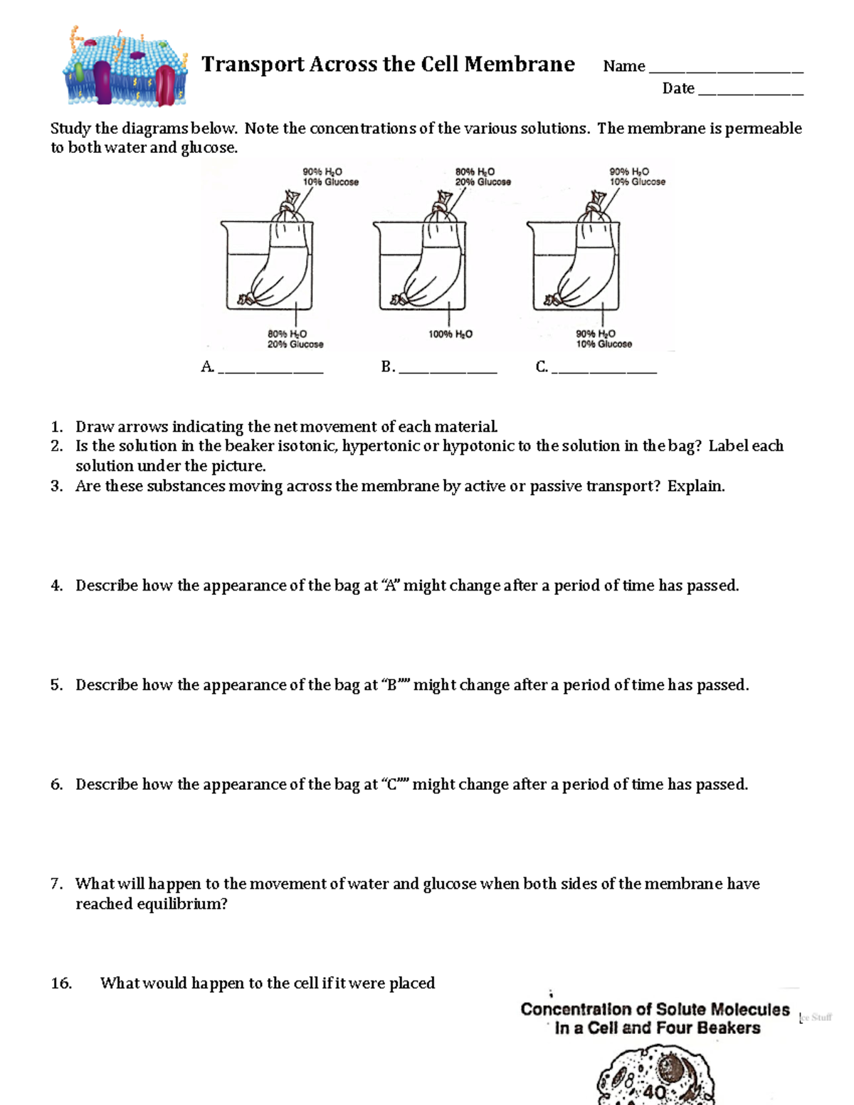Copy of Transport Across the Cell Membrane Worksheet.docx - Transport ...