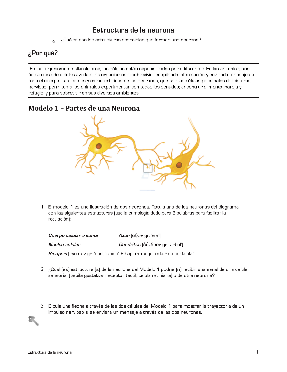 Estructuradelaneurona - Estructura de la neurona 1 ¿Por qué? Estructura de  la neurona ¿ ¿ Cuáles son - Studocu