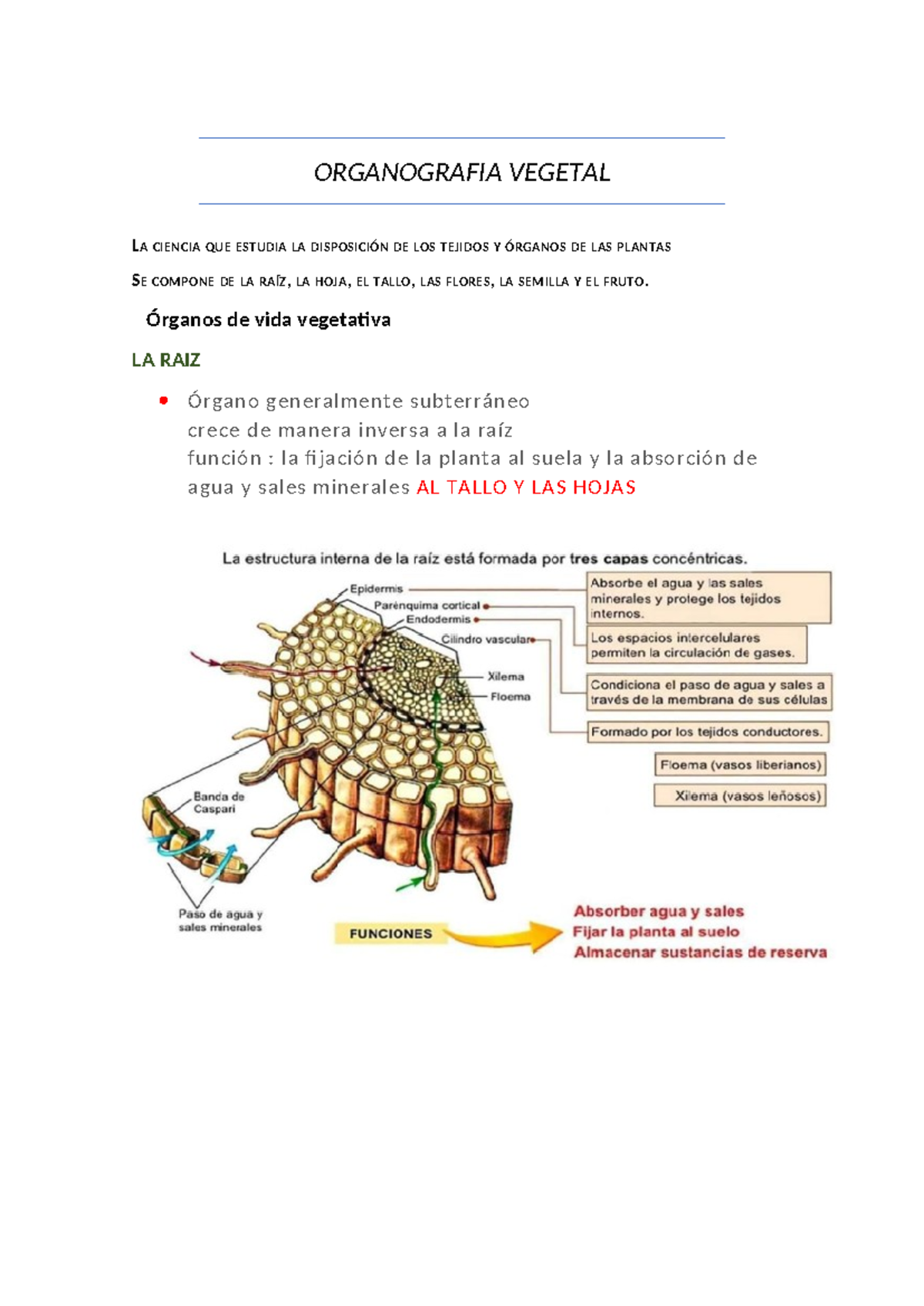 Informe DE Organografia Vegetal - ORGANOGRAFIA VEGETAL LA CIENCIA QUE ...