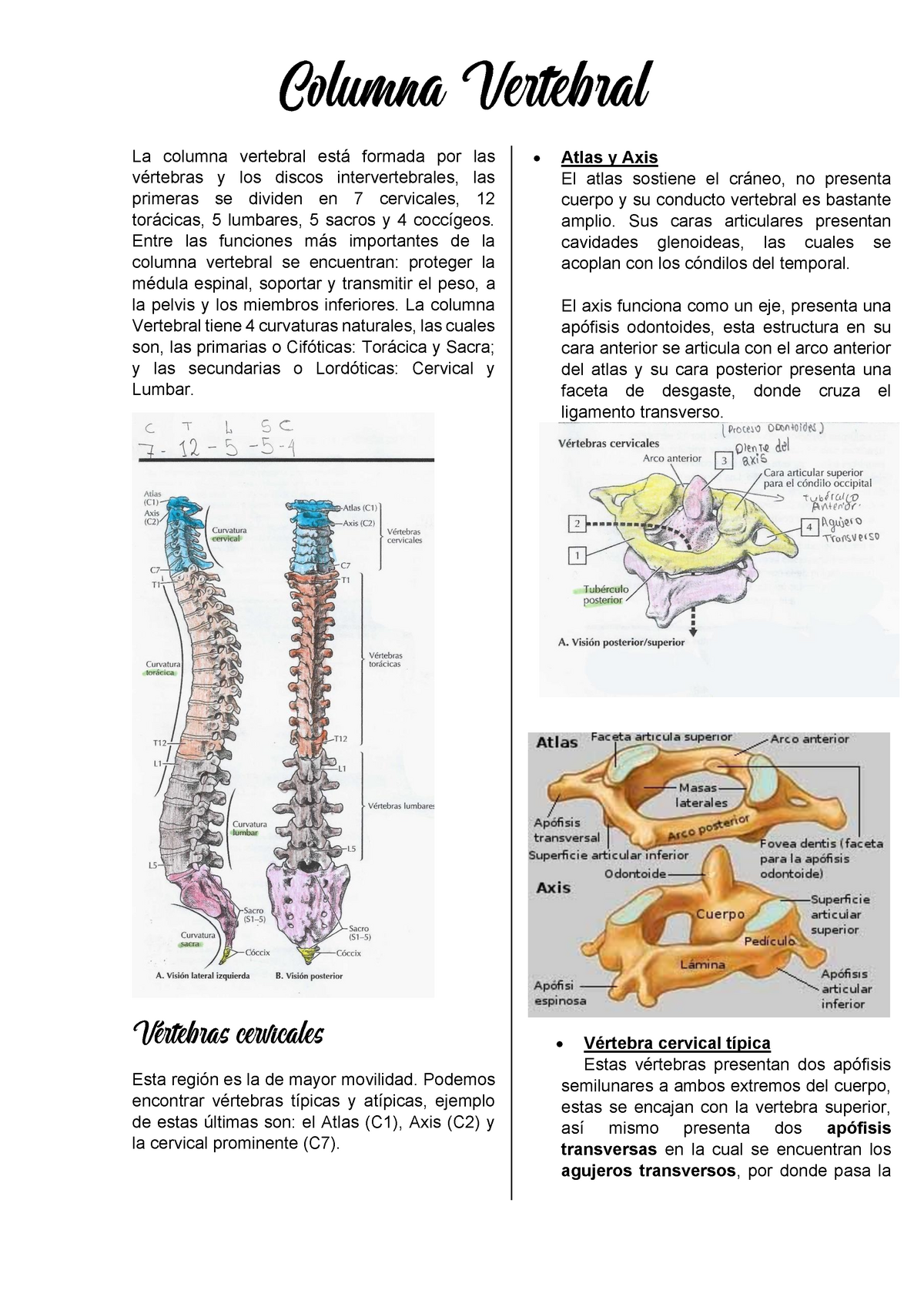 Columna Vertebral Resumen La Columna Vertebral Est Formada Por Las V Rtebras Y Los Discos