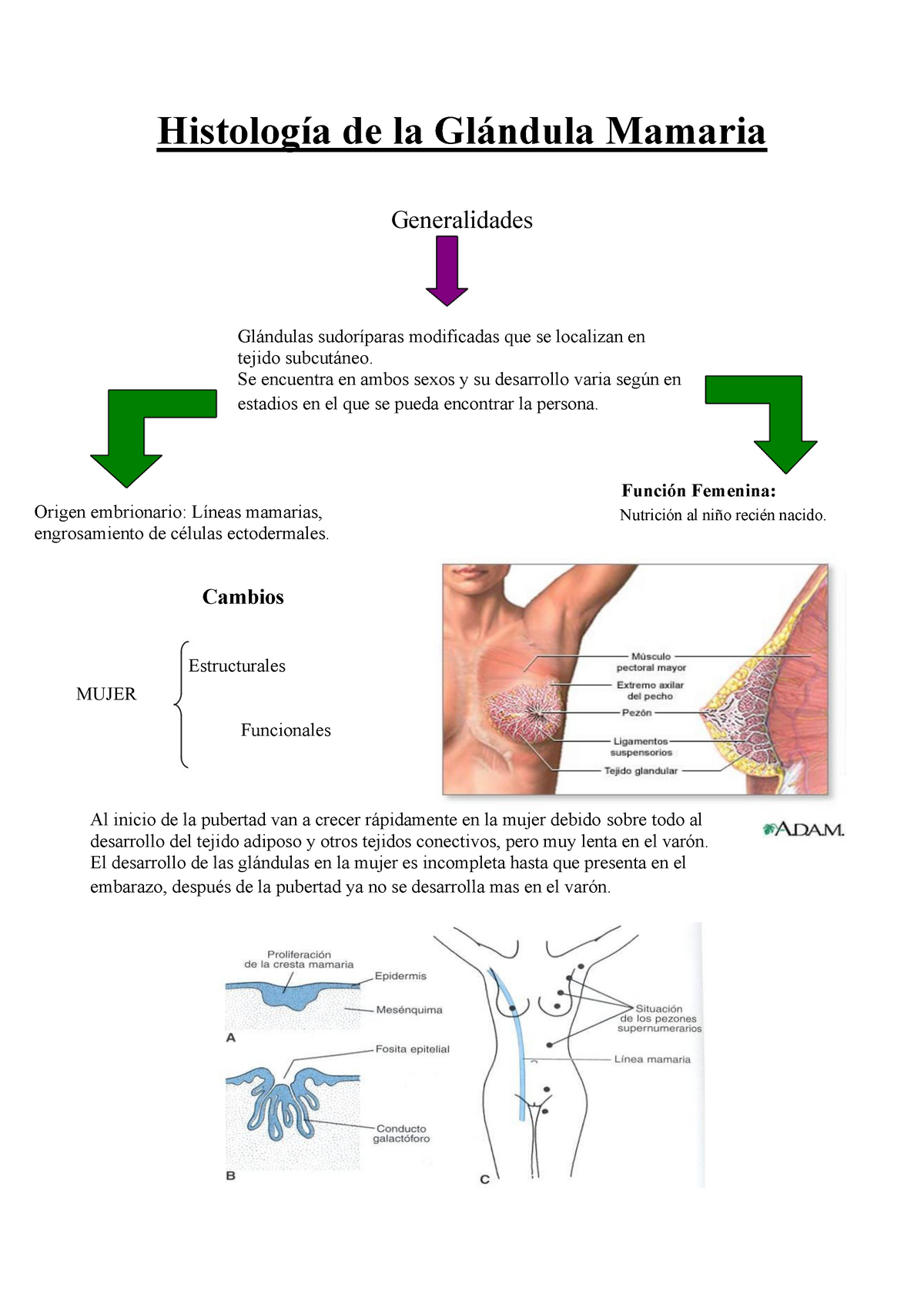 Histologia De La Glandula Mamaria Histología De La Glándula Mamaria Generalidades Glándulas 0113