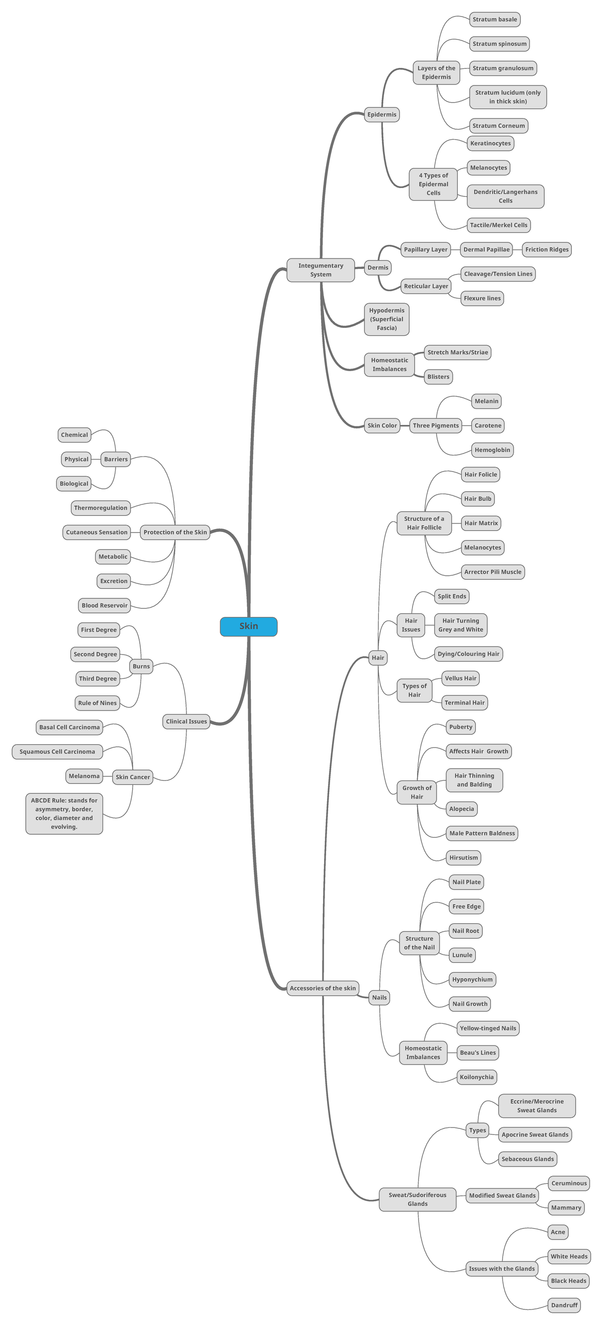 Mind Map Skin - Mind mao - Skin Integumentary System Accessories of the ...