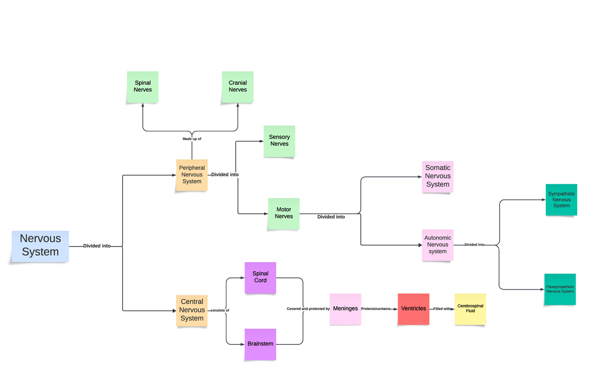 Copy of Nervous System Concept map - Divided into Peripheral Nervous ...