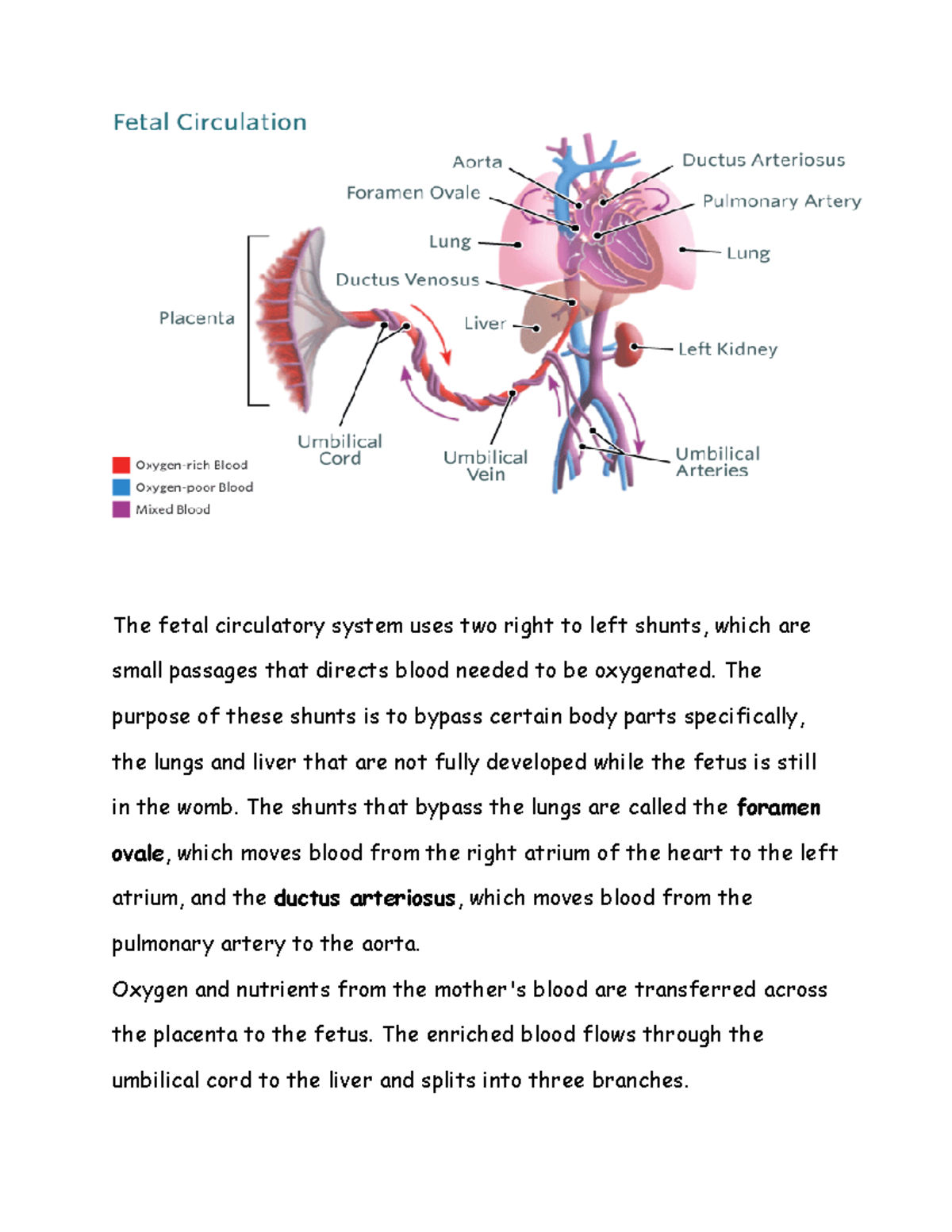 Fetal Circulatory System - The fetal circulatory system uses two right ...