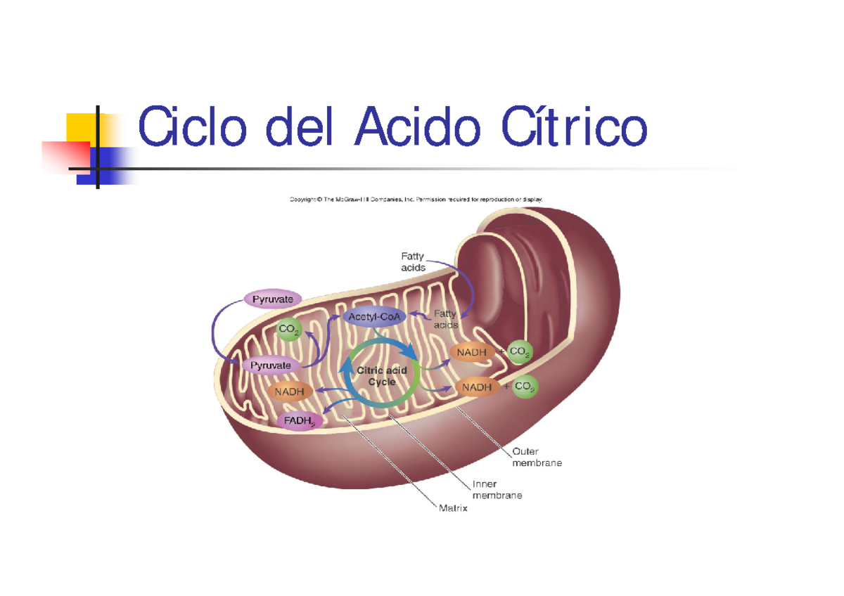 Tema15 Ciclo Del Acido Cítrico Balance Del Ciclo Del ácido Cítrico