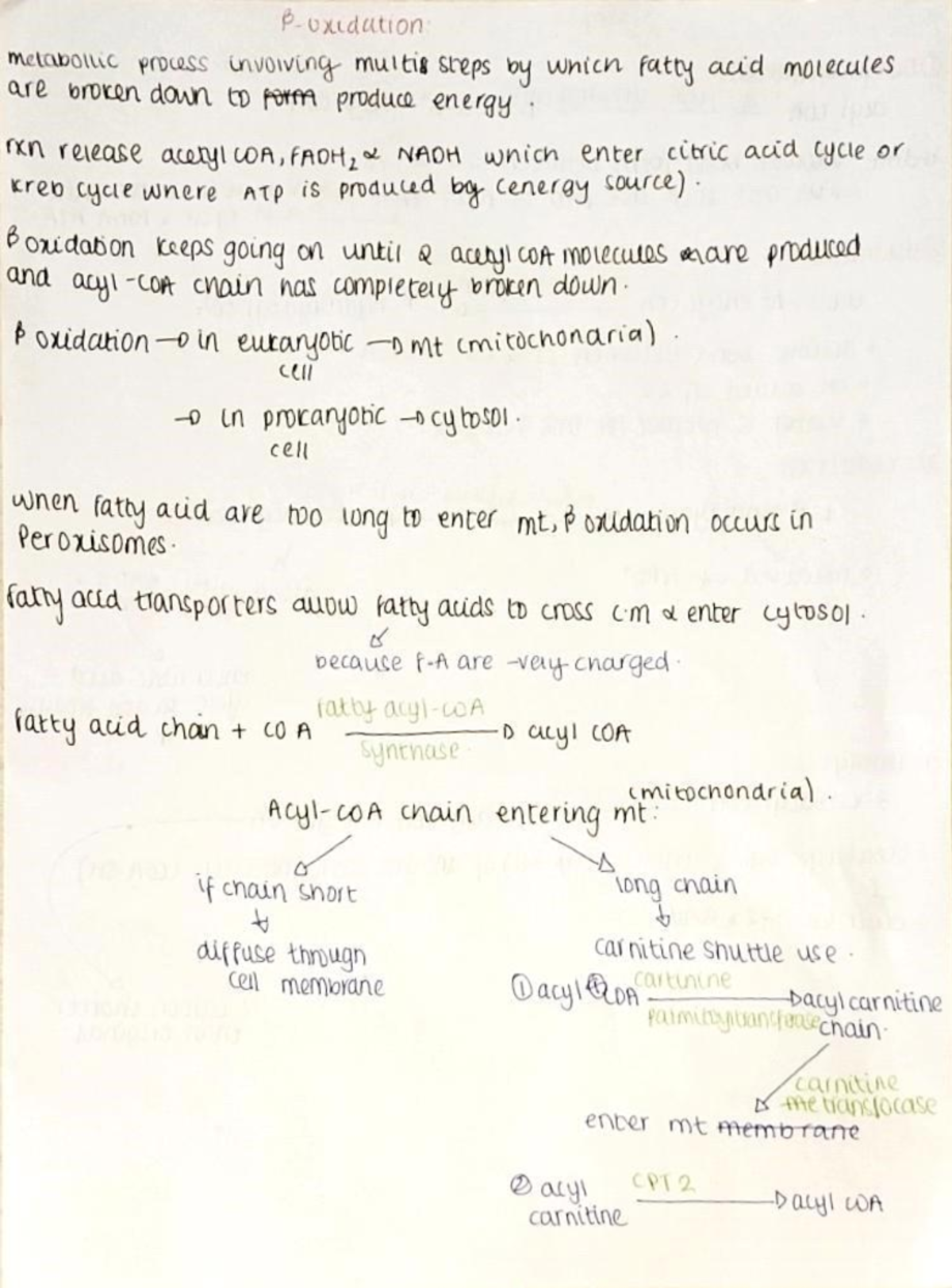 Beta oxidation of fatty acids summary 230831 163021 - ####### P-cxtdt ...