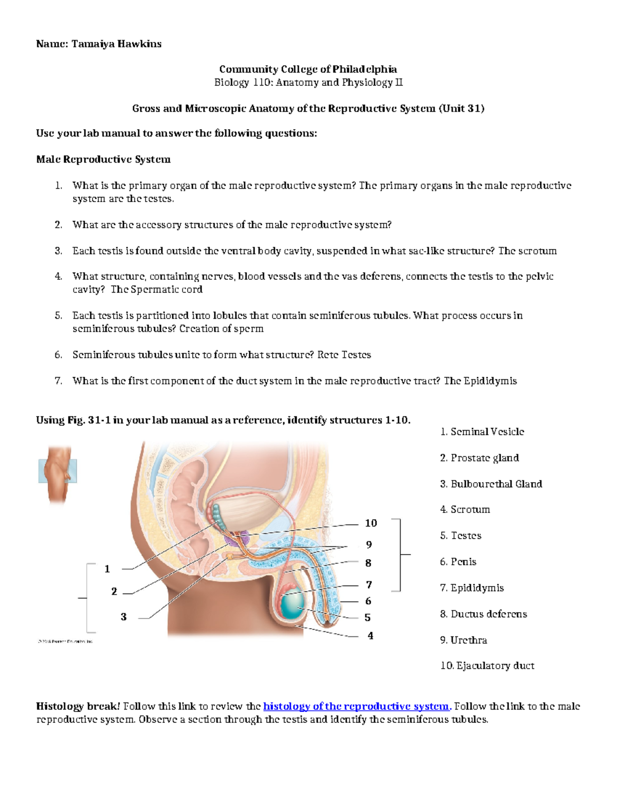 Reproductive LAB - Seminal Vesicle Prostate gland Bulbourethal Gland ...