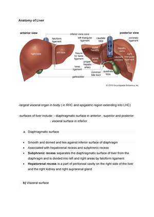 Anatomy of Liver - Medicine MED-MB-S - QUB - StuDocu