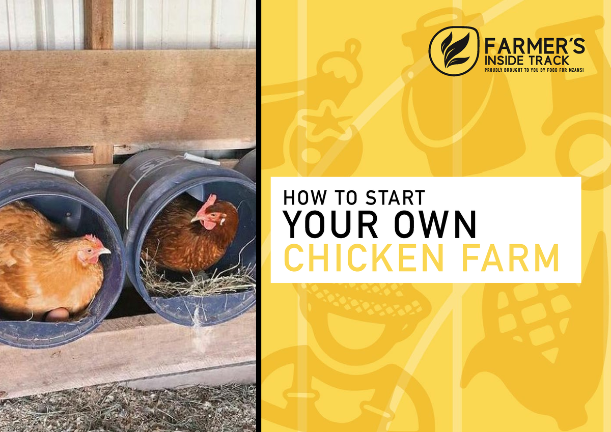 fit-how-to-start-a-chicken-farm-how-to-start-your-own-chicken-farm