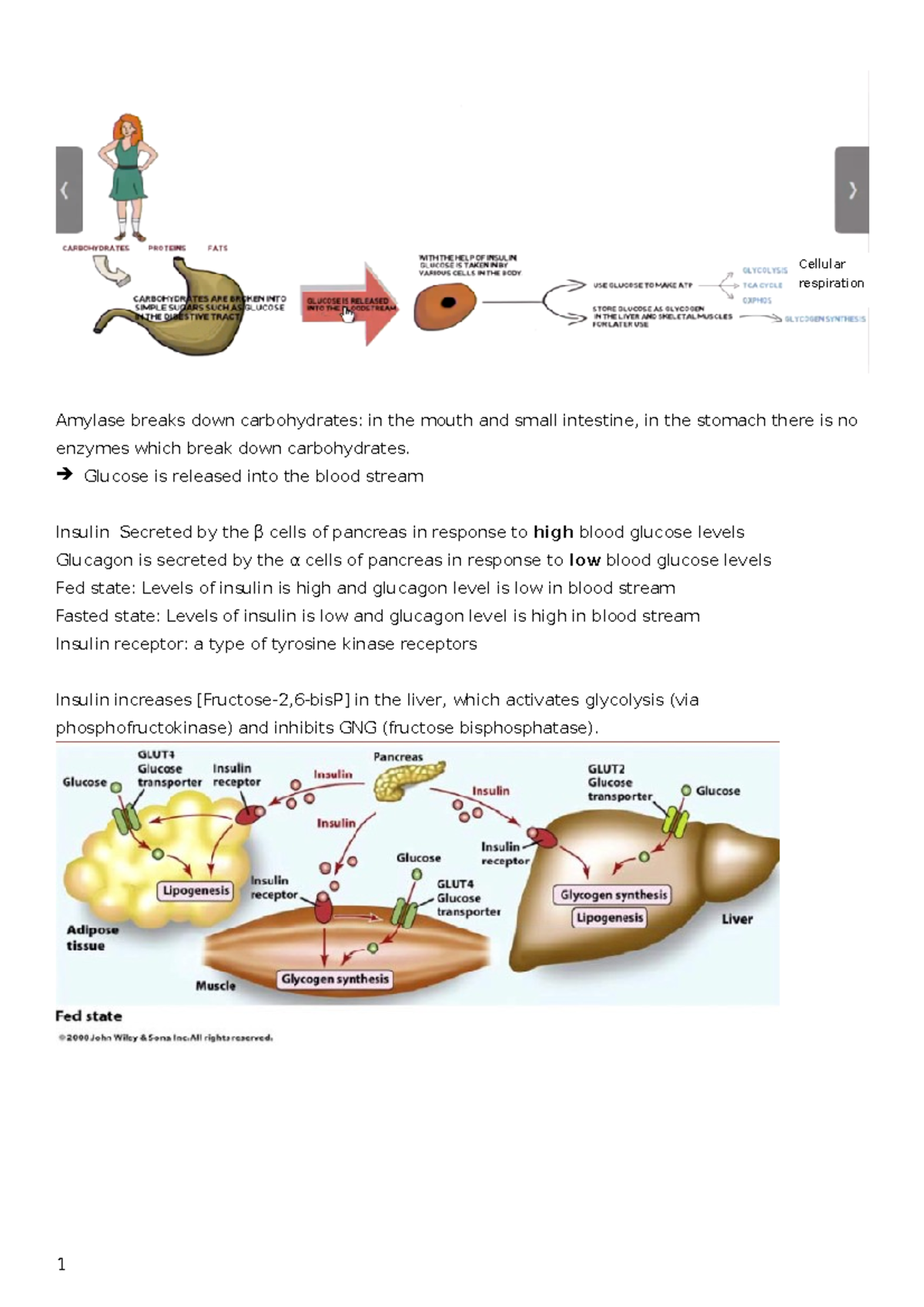 Carbohydrates summary Cellular respiration Amylase breaks down