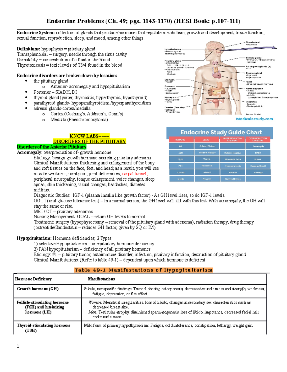 Endocrine System Student COPY - - Studocu