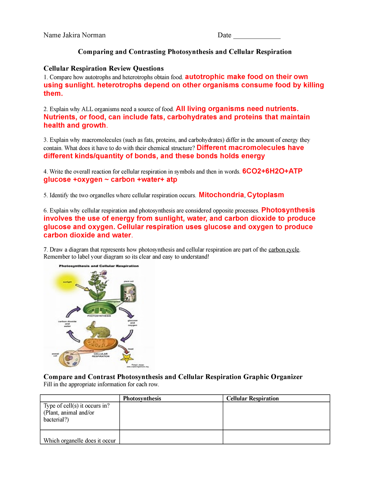 photosynthesis compare and contrast worksheet answers