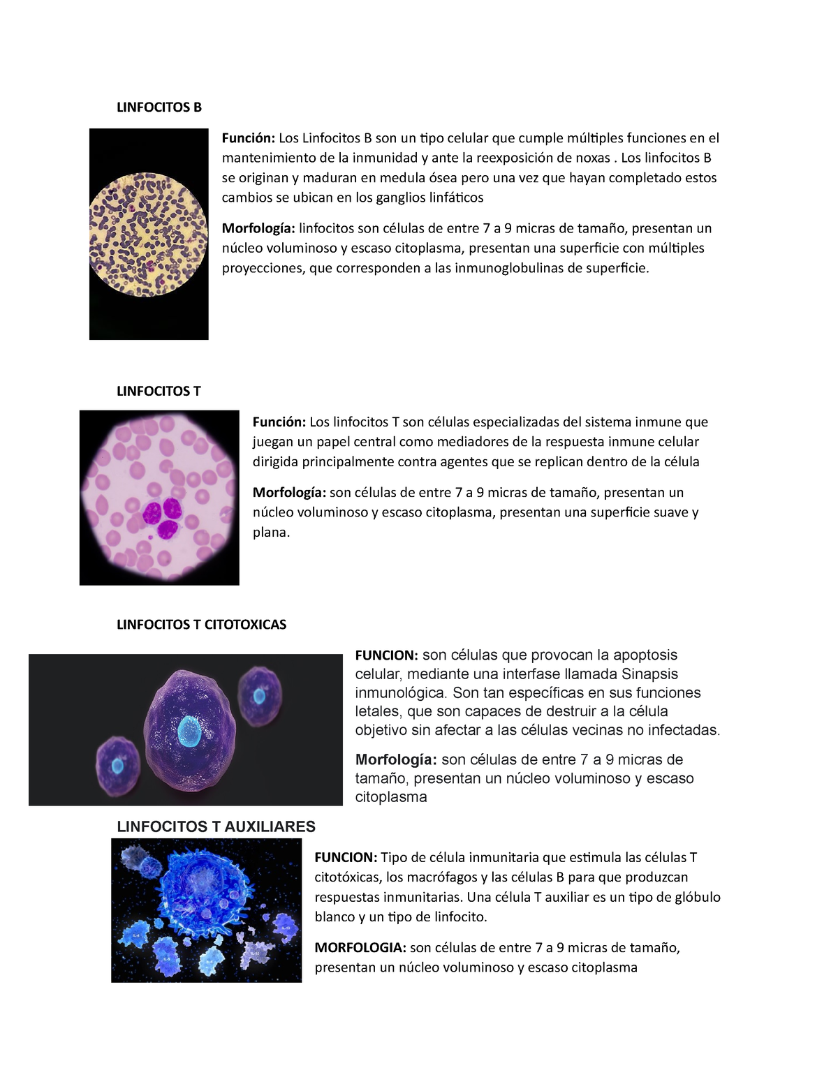 Linfocitos B Y T - Material - LINFOCITOS B Función: Los Linfocitos B ...