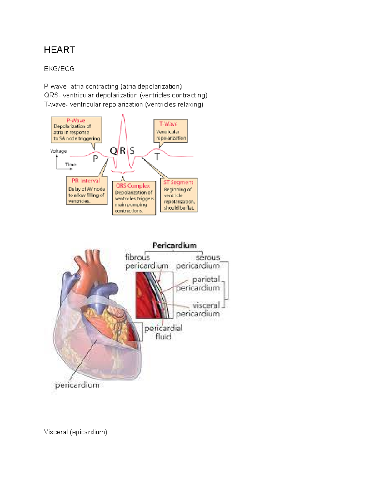 Heart - HEART EKG/ECG P-wave- atria contracting (atria depolarization ...