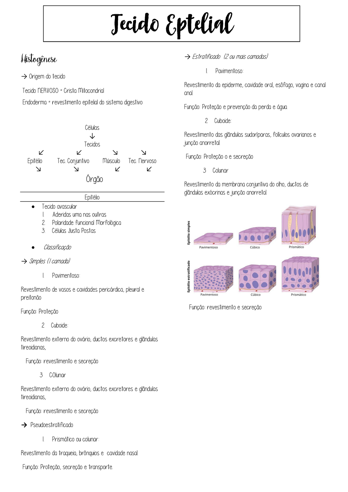 Resumo Basico Sobre Tecido Epitelial → Origem Do Tecido Tecido