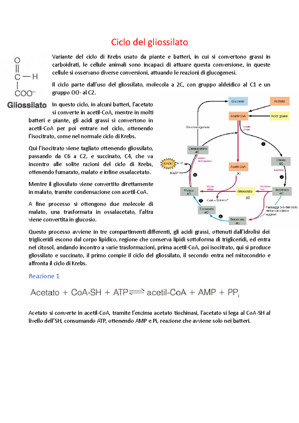 Ciclo del gliossilato Ciclo del gliossilato Variante del ciclo di